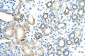 MGC27016 antibody - N-terminal region